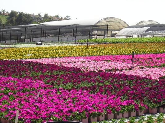 Premier Color Nursery