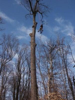 On Top Tree Service