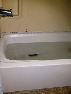 Yes, this is a rat swimming in my son's bath water moments after we took him out. No, our home is not even close to being dirty.