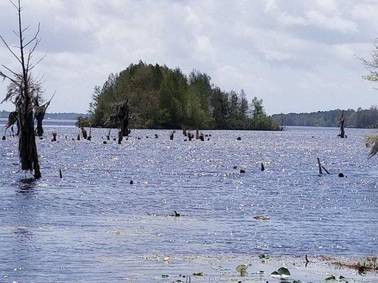 Floating island on Deerpoint lake