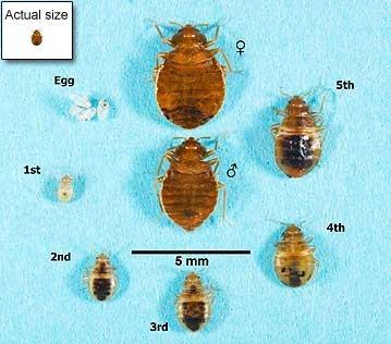 Life cycle of the bed bug