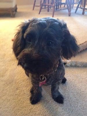 Happy dog after her summer cut.