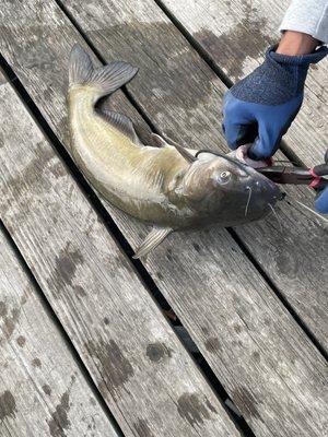 Caught a cat fish with a roster tail not bad at the Richmond IN reservoir.