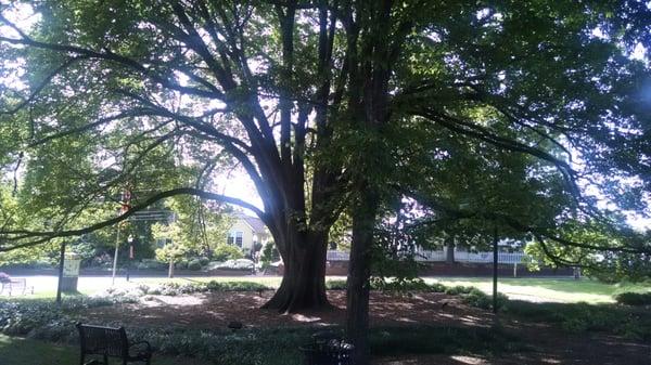 This towering elm is  EVERYTHING!!