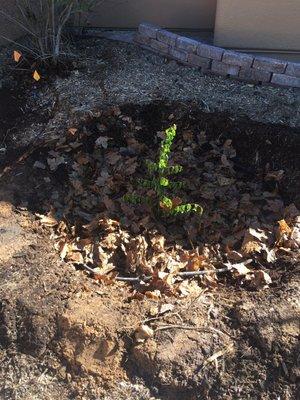 Pomegranate Tree