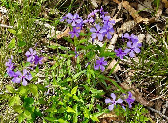 Spring flowers