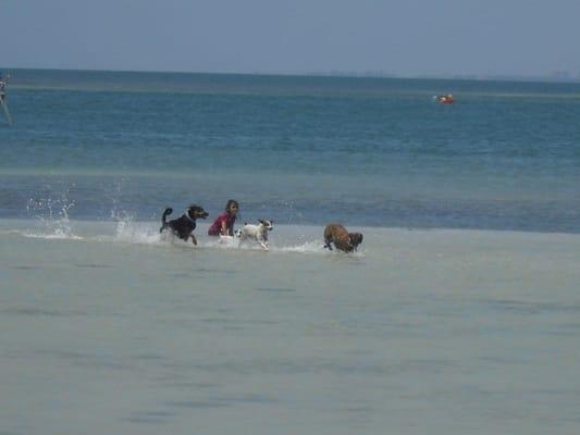 Dogs having fun on Miami's Key Biscayne