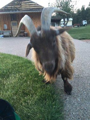 Odie! The friendly pet goat.