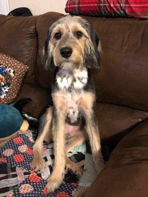 Charlie the beagle mix after his grooming appointment!