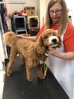 Milo with a fresh groom at Piccadilly Pet Salon. Adorable goldadoodle.