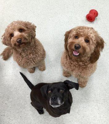 Graham, Rory & Sadie in day care