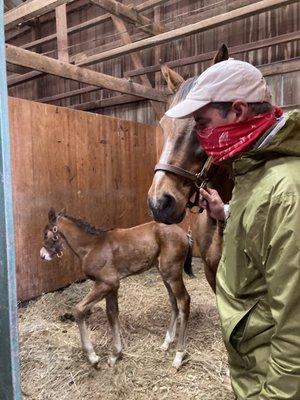 What a cute foal!