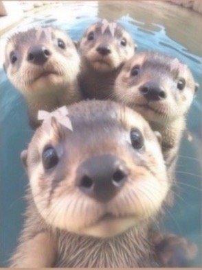 otters