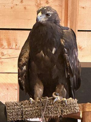 Teton Raptor Center