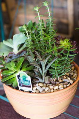 Succulents are popular low maintenance plants.