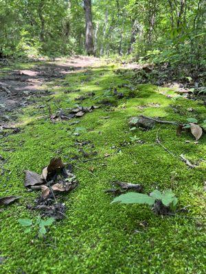 The green carpet awaits you.