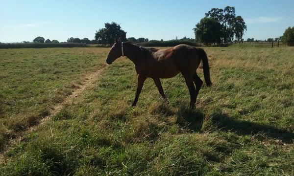 Excellent care Joe is astute to attention to detail I really good good man loves his horses