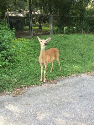 Feeding the deer