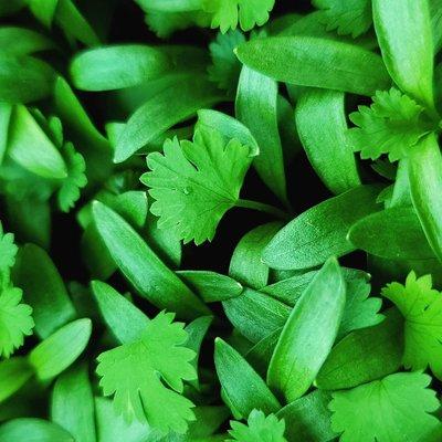 Cilantro Microgreens