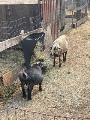 Sweet goats at their farm!