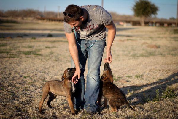 Custom Protection Dogs