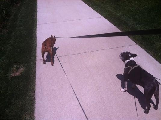 Sent by Julie walking the dogs while I was at work :)