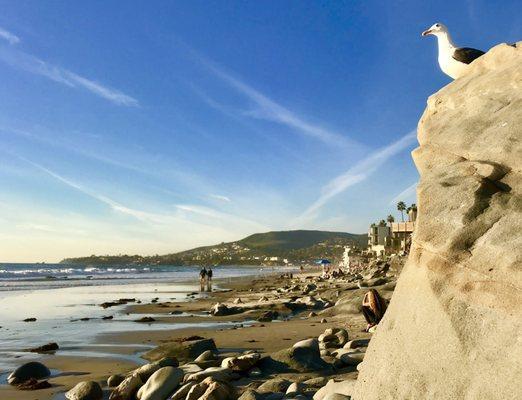 BROOKS Street, Laguna Beach, CA!  A Locals known Great Beach & Surf Spot!  Lots of Tide Pools, When tide is low, due to the Reef Rocks!