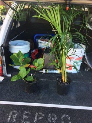 Free Areca palm and Tiare plant.