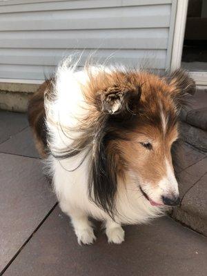 Pixie enjoying the breeze on a spring day