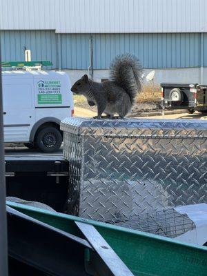 Squirrel trapping and removal services in Fredericksburg, Fairfax, Alexandria and Arlington, VA.