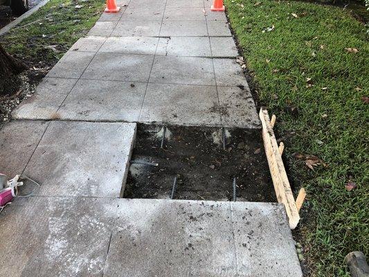 Walkway repair and roots removal