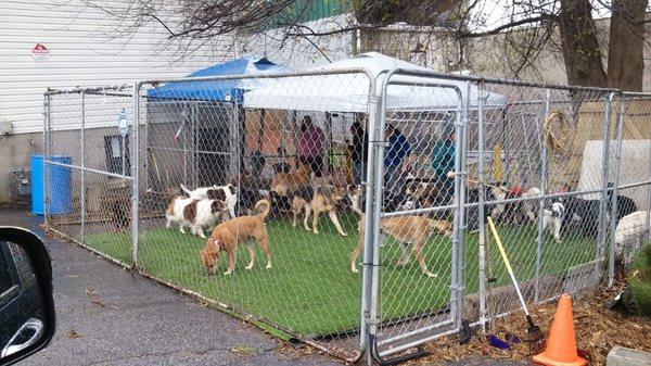 The artificial turf is a big hit!!!!