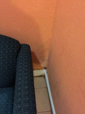 The wall next to the couch. Yup, that is black mold.