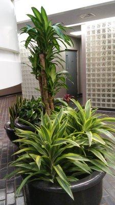 Office lobby with Draceana warnneckii. Hauppauge, NY