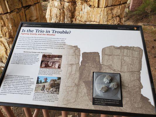 Info about the triplet petrified redwood