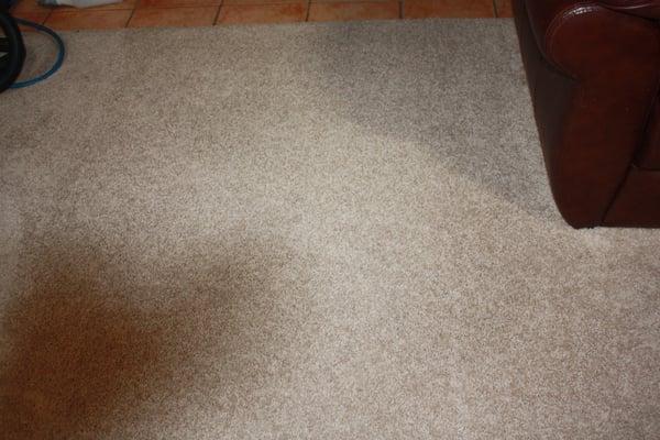 AFTER: Stain removed using sub-surface extraction and enzyme solution.