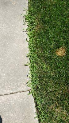 Crabgrass