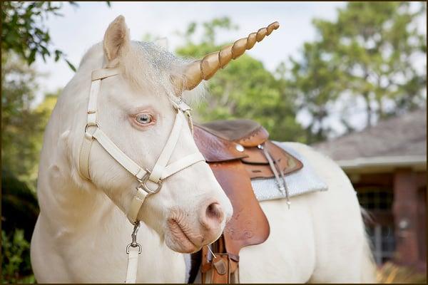 Pony Parties of Pensacola