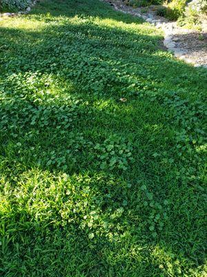 Crabgrass and other weeds