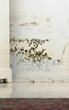 Mold Removal Edmond OK