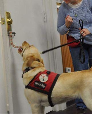 Service Dog, Wrigley, opening a dog for her partner.