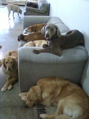 Couches for napping