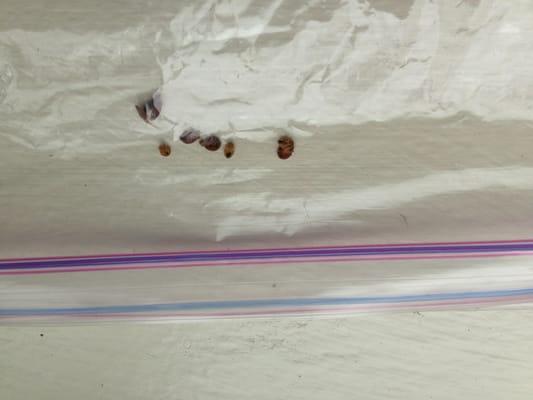 This is how much bed bugs I collect in my Day 2 living there.