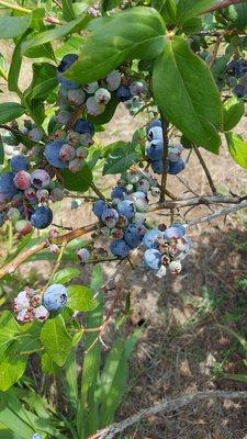 Berry Patch Farm