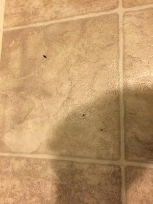 Three other dead bugs in the bathroom