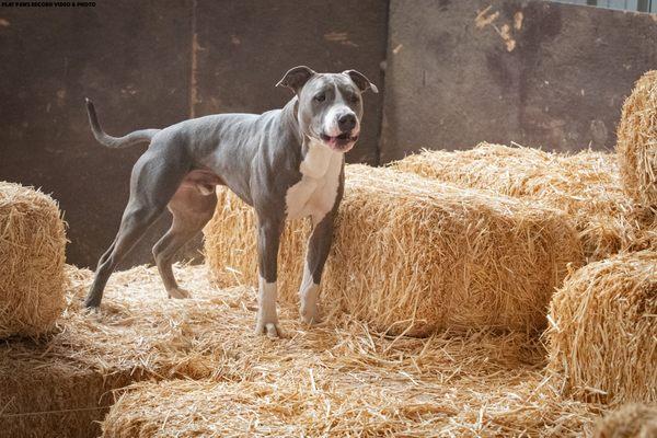 Gator doing some barn hunting to help with his prey drive.  Different dogs need different training methods.