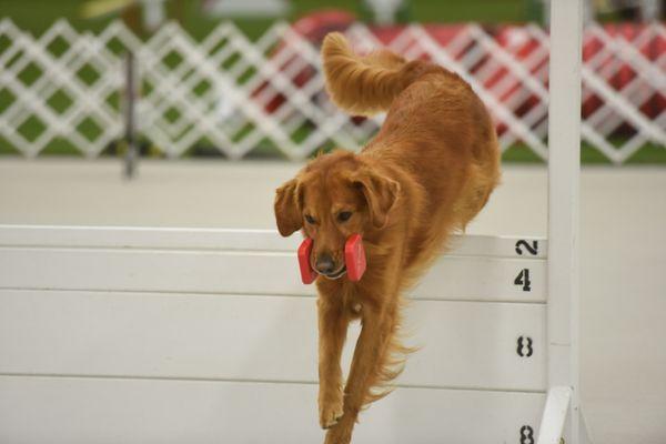 Francis Field Dog Obedience School