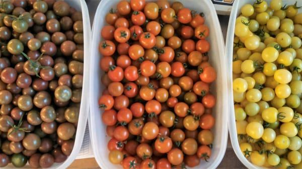 Cherry Tomatoes