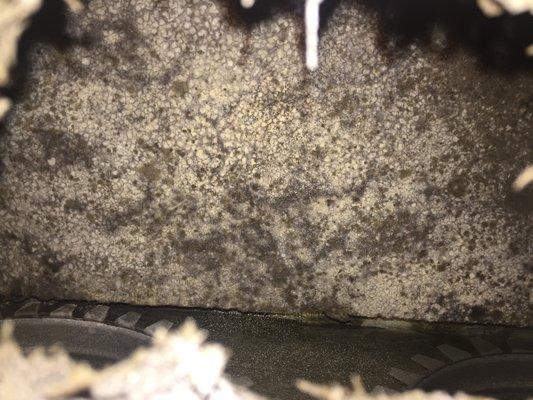 Mold in HVAC Ducts