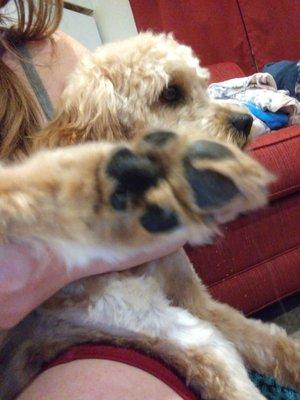 Bottom paw hairy